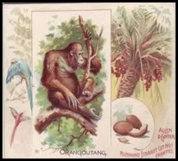35 Orangutang